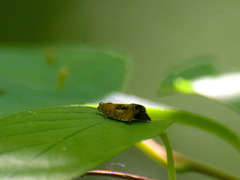 Olethreutes arcuella