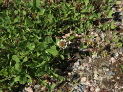 Trifolium repens