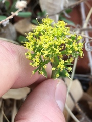 Lomatium parryi