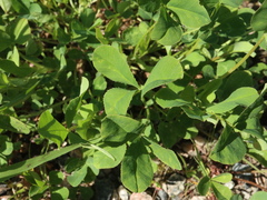 Trifolium repens