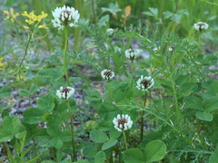 Trifolium repens
