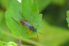Macrophya diversipes