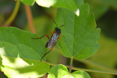 Macrophya diversipes