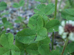 Trifolium repens