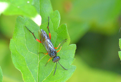 Macrophya diversipes