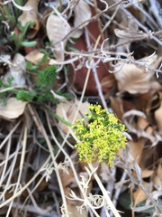 Lomatium parryi