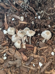 Coprinellus curtoides