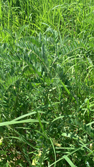 Astragalus canadensis