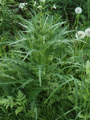 Cirsium