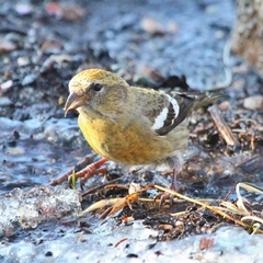 Loxia leucoptera image