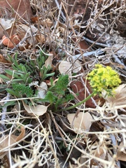 Lomatium parryi
