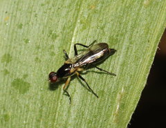 Cordilura