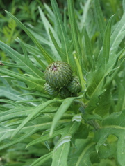 Cirsium