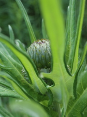 Cirsium