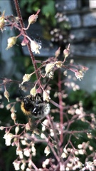 Bombus hypnorum