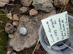 Sonorella allynsmithi