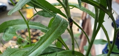 Harmonia axyridis