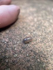 Armadillidium vulgare