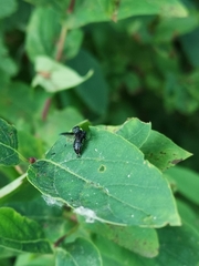 Agrilus cyanescens
