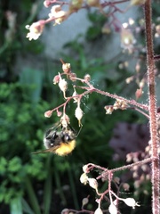 Bombus hypnorum