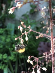 Bombus hypnorum