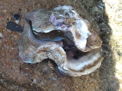 Saccostrea cuccullata