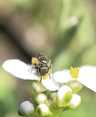 Dialictus