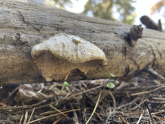 Spongiporus leucospongia