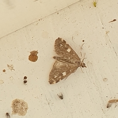 Udea olivalis