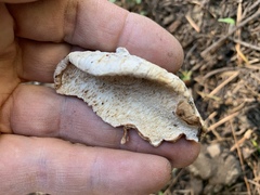 Spongiporus leucospongia