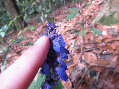 Salvia mocinoi