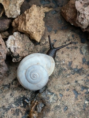 Sonorella allynsmithi