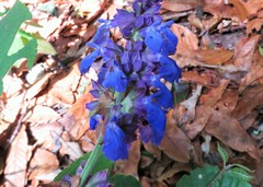 Salvia mocinoi