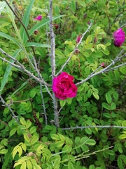 Rosa × majorugosa