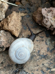Sonorella allynsmithi