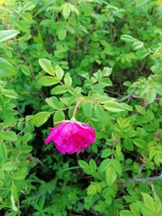 Rosa × majorugosa