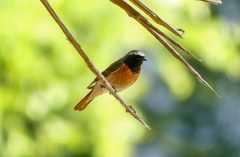 Phoenicurus phoenicurus