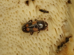 Ipidia binotata