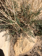 Astragalus remotus