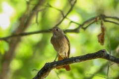 Phoenicurus phoenicurus