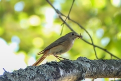 Phoenicurus phoenicurus