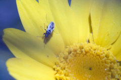 Metopoplax fuscinervis