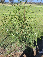 Myoporum acuminatum