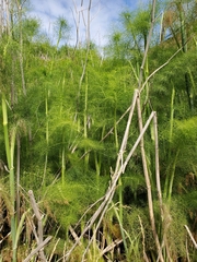 Foeniculum