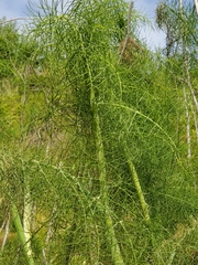 Foeniculum