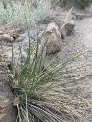 Poa fendleriana