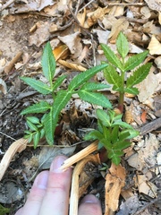 Angelica scabrida