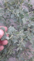 Trianthema portulacastrum