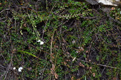 Veronica decora