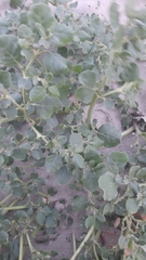 Trianthema portulacastrum